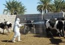 واع / الزراعة: خطة لاحتواء بؤر الحمى وتنسيق مع المواكب الحسينية لاعتماد اللحوم المختومة