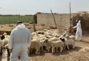 واع /وزارة الصحة: 270 إصابة مؤكدة و17 وفاة بالحمى النزفية منذ بداية العام