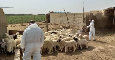 واع /وزارة الصحة: 270 إصابة مؤكدة و17 وفاة بالحمى النزفية منذ بداية العام واع /وزارة الصحة: 270 إصابة مؤكدة و17 وفاة بالحمى النزفية منذ بداية العام