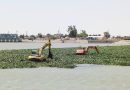 واع / محافظة واسط: انطلاق الحملة الوطنية الكبرى لإزالة نبات زهرة النيل من سدة الكوت