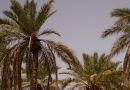 واع / الزراعة: 22 مليون نخلة في العراق حالياً ونسعى لاستعادة مكانتنا المتقدمة عالمياً