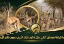 واع / مديرية زراعة ميسان تنفي عزل ذكور غزال الريم بسبب شحة الأعلاف