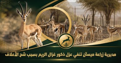 واع / مديرية زراعة ميسان تنفي عزل ذكور غزال الريم بسبب شحة الأعلاف واع / مديرية زراعة ميسان تنفي عزل ذكور غزال الريم بسبب شحة الأعلاف