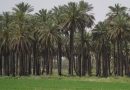 واع / الزراعة: خطة لتحويل الأراضي الصحراوية إلى مشاريع زراعية منتجة