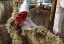 واع / الزراعة تعلن انحسار ظاهرة الجزر العشوائي في بغداد