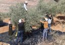 واع/ الأمم المتحدة تعد الهجوم على موسم قطف الزيتون أداة للتهجير